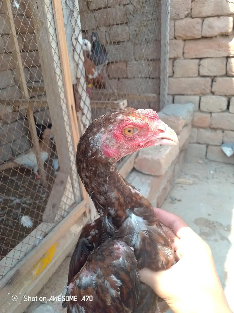 assel pattha — photo 3