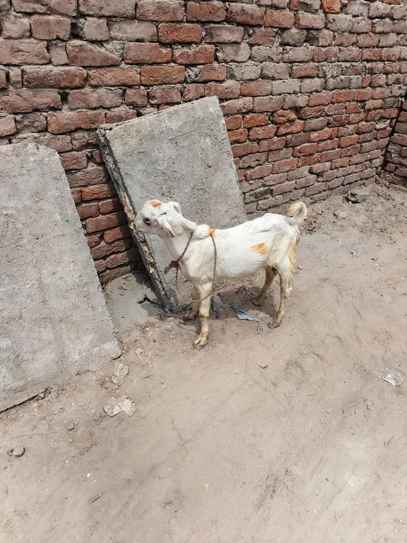 2 kheera bakry VIP — photo 3