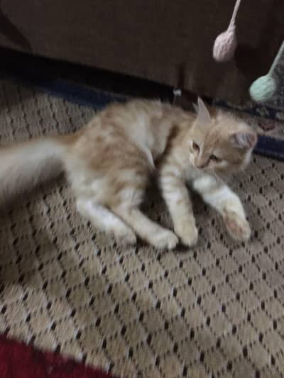 cat for sale