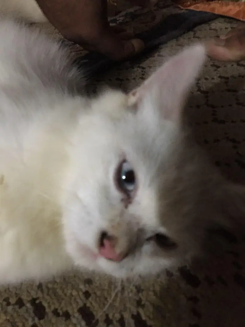 cat for sale — photo 2