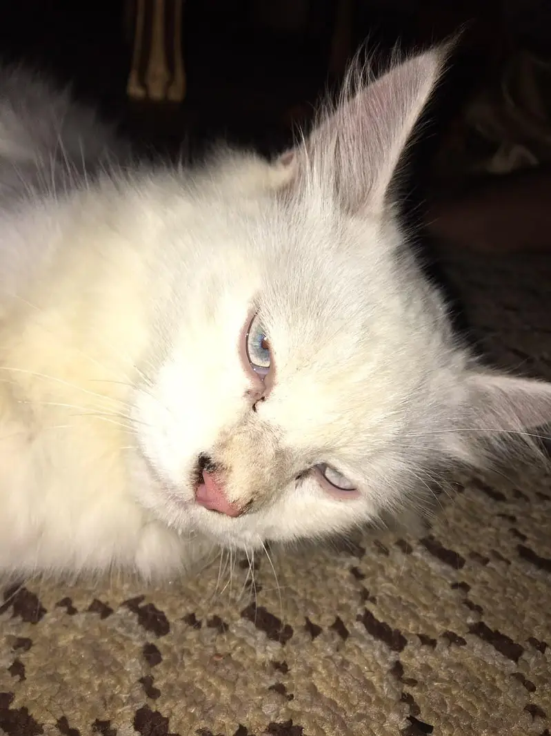 cat for sale — photo 3
