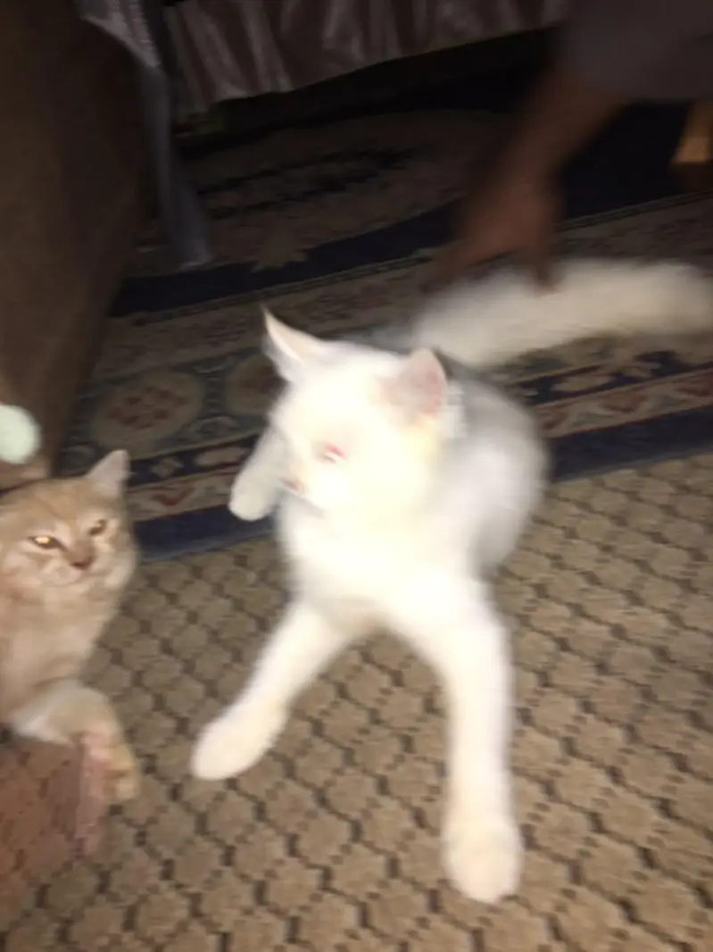 cat for sale — photo 4