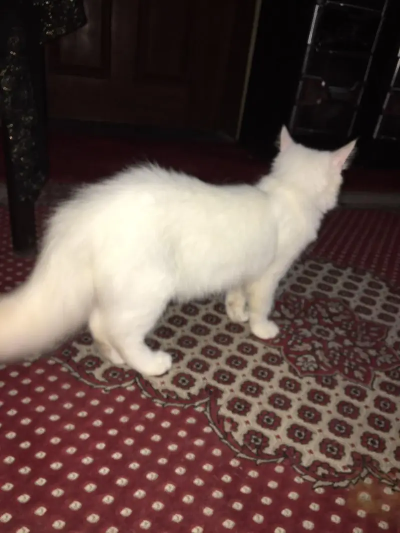 cat for sale — photo 5