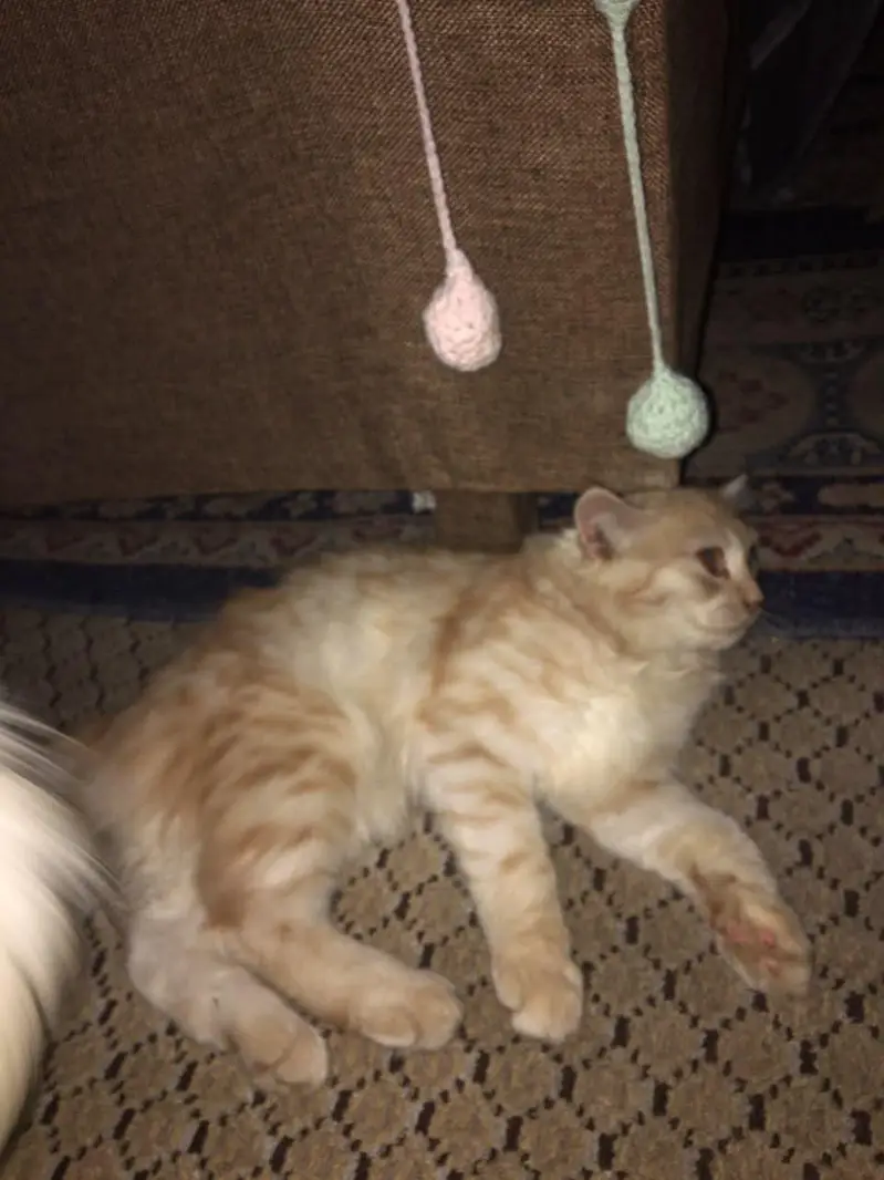 cat for sale — photo 6