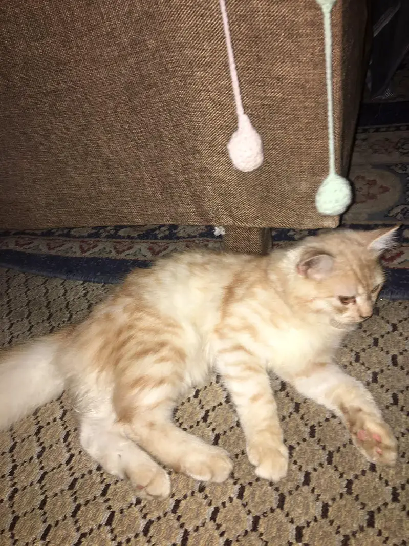 cat for sale — photo 8