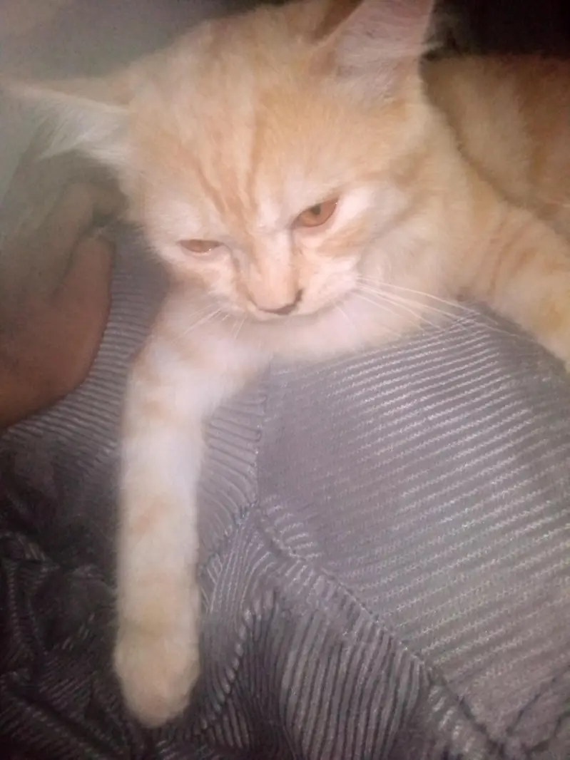 cat for sale — photo 9