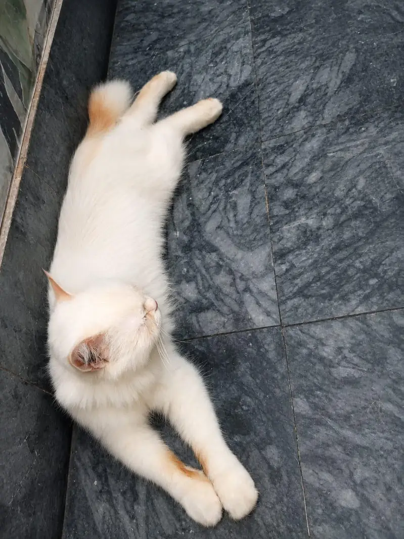 Persian cat h grey eyes