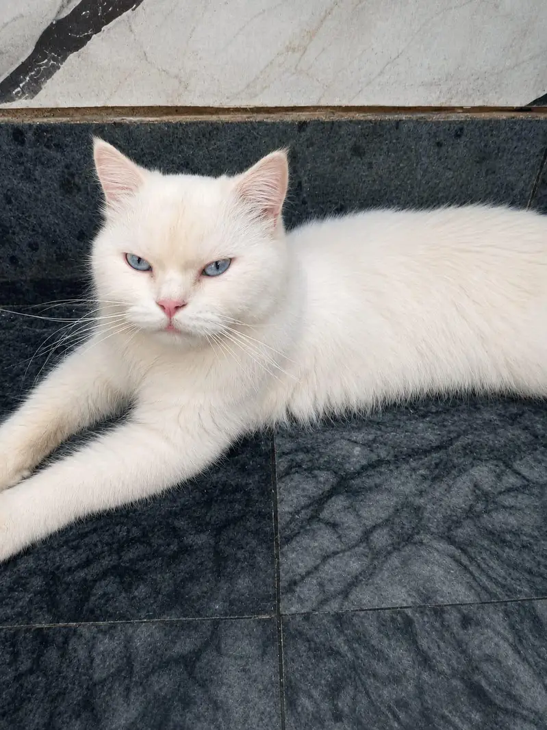 Persian cat h grey eyes — photo 2