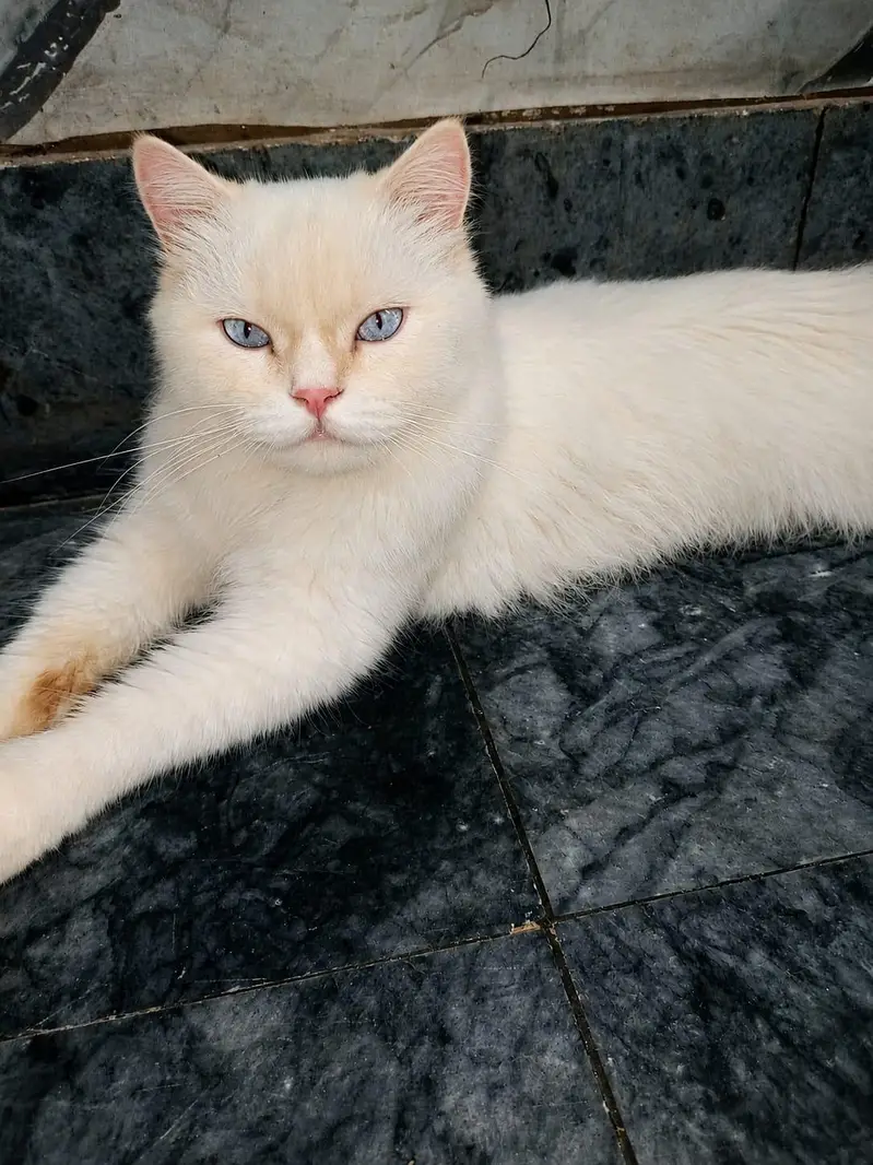 Persian cat h grey eyes — photo 3