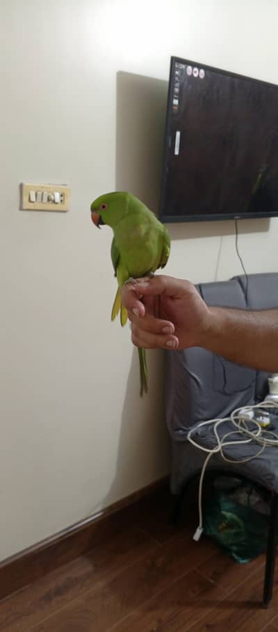full handtame zero bite And whistling ringneck