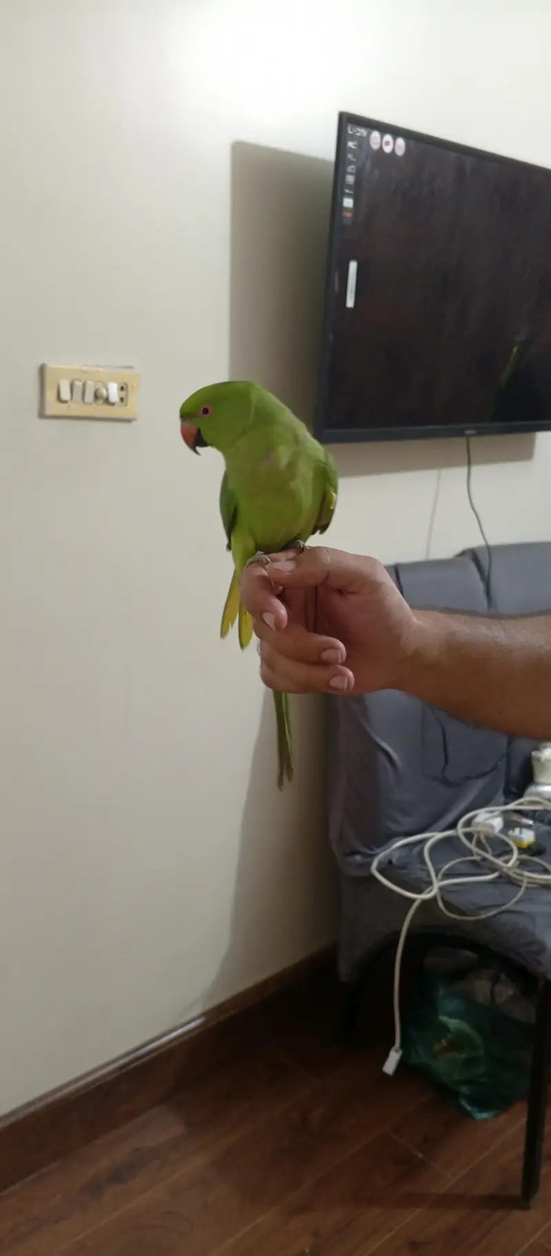 full handtame zero bite And whistling ringneck