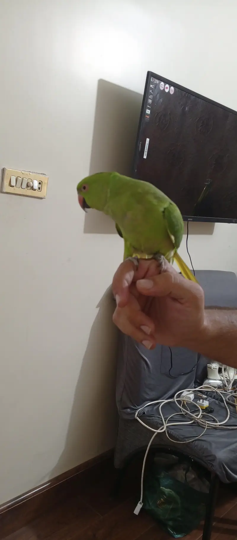 full handtame zero bite And whistling ringneck — photo 2