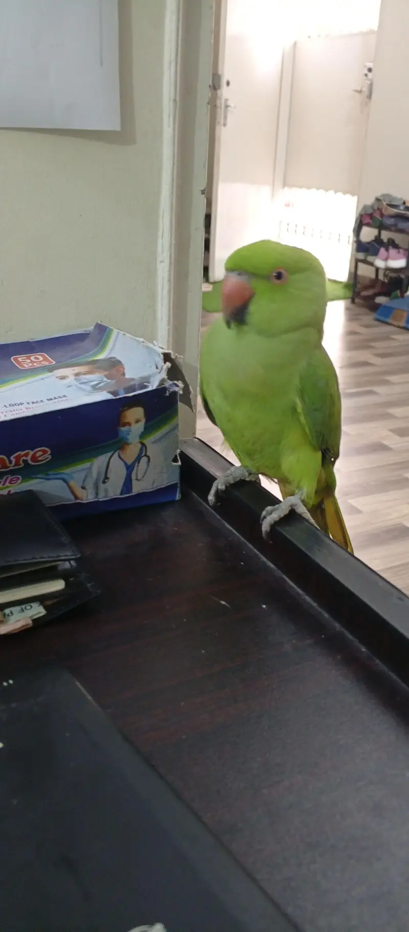 full handtame zero bite And whistling ringneck — photo 3