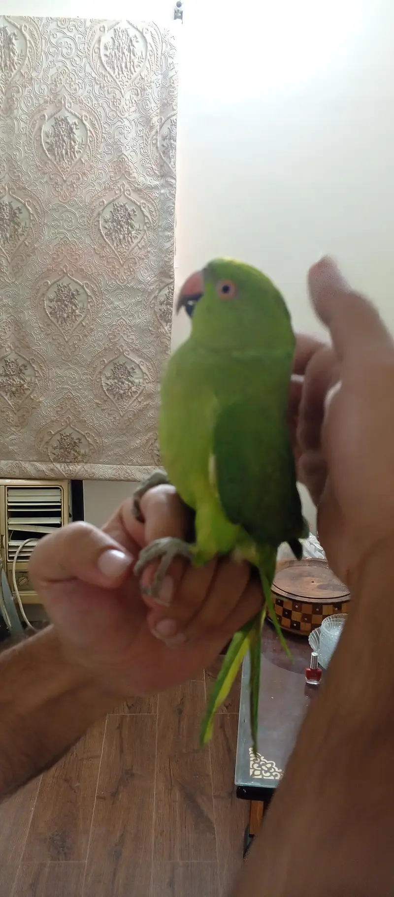 full handtame zero bite And whistling ringneck — photo 4
