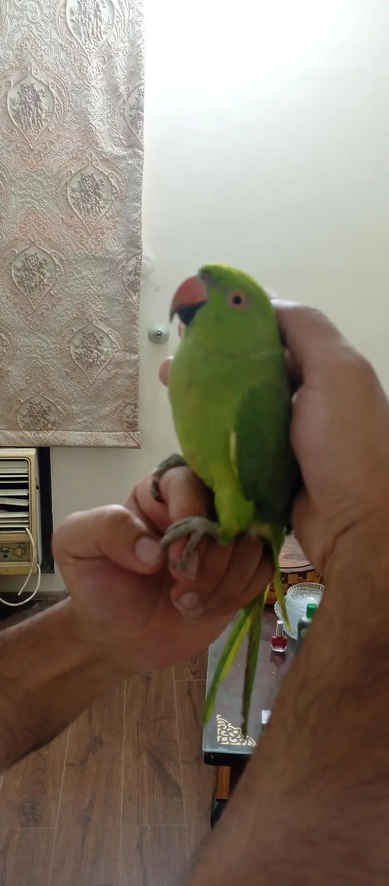 full handtame zero bite And whistling ringneck — photo 5
