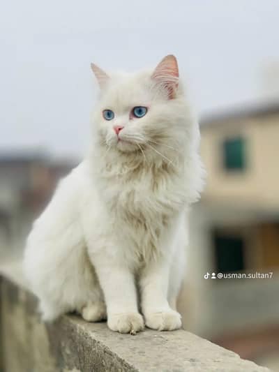 male cat for sale