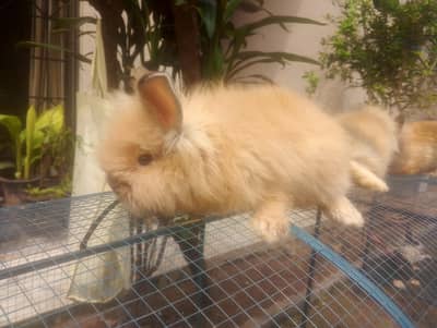 Rabbits Bunnies Beautiful Sale in Islamabad
