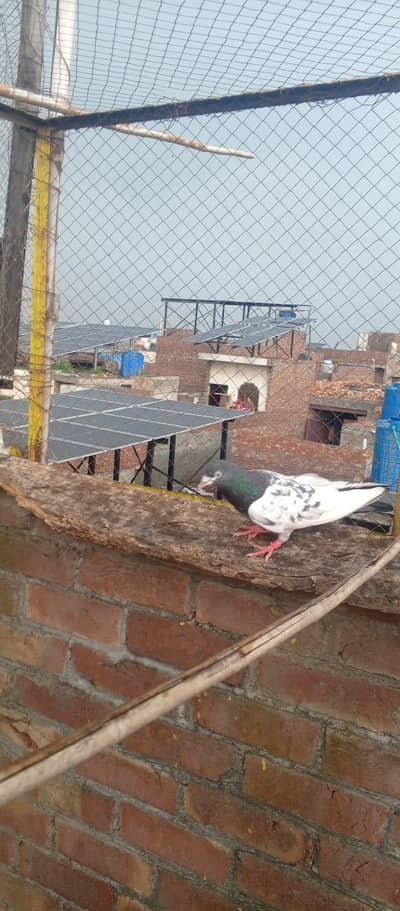 Teddy pigeon for sale