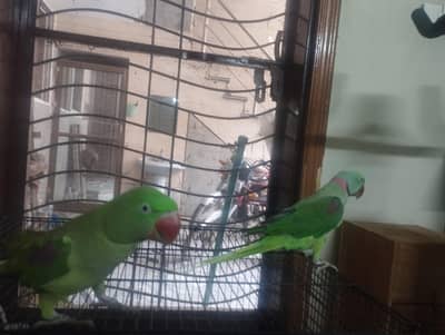Kashmiri pair