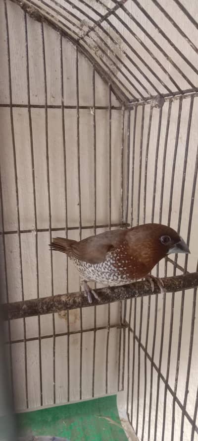 Society Finch Breeder Male (only male)