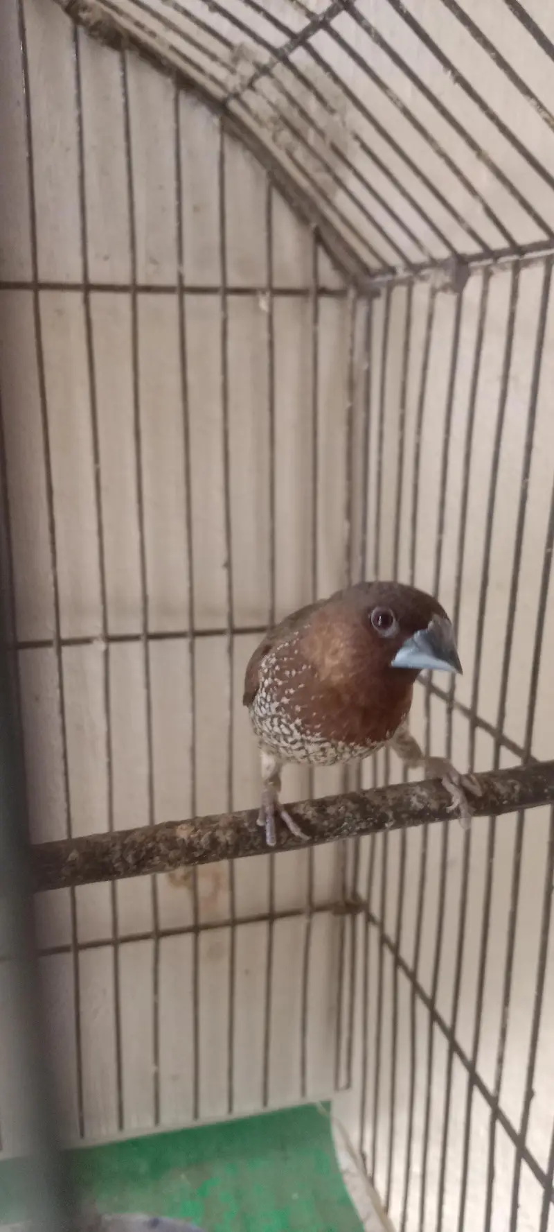 Society Finch Breeder Male (only male) — photo 2