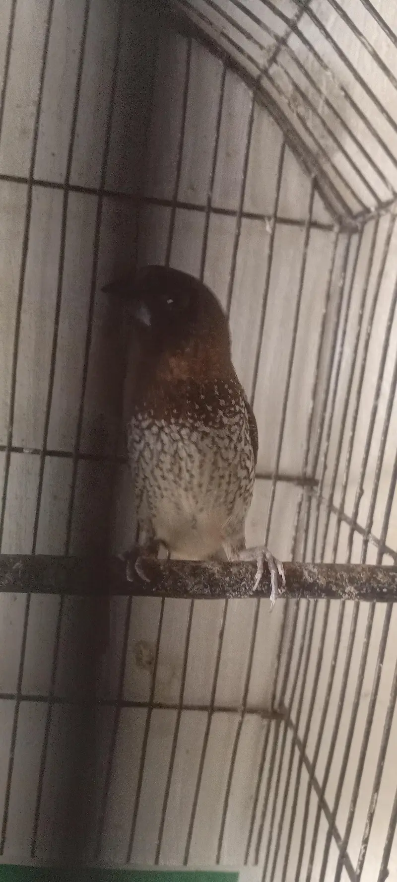 Society Finch Breeder Male (only male) — photo 3