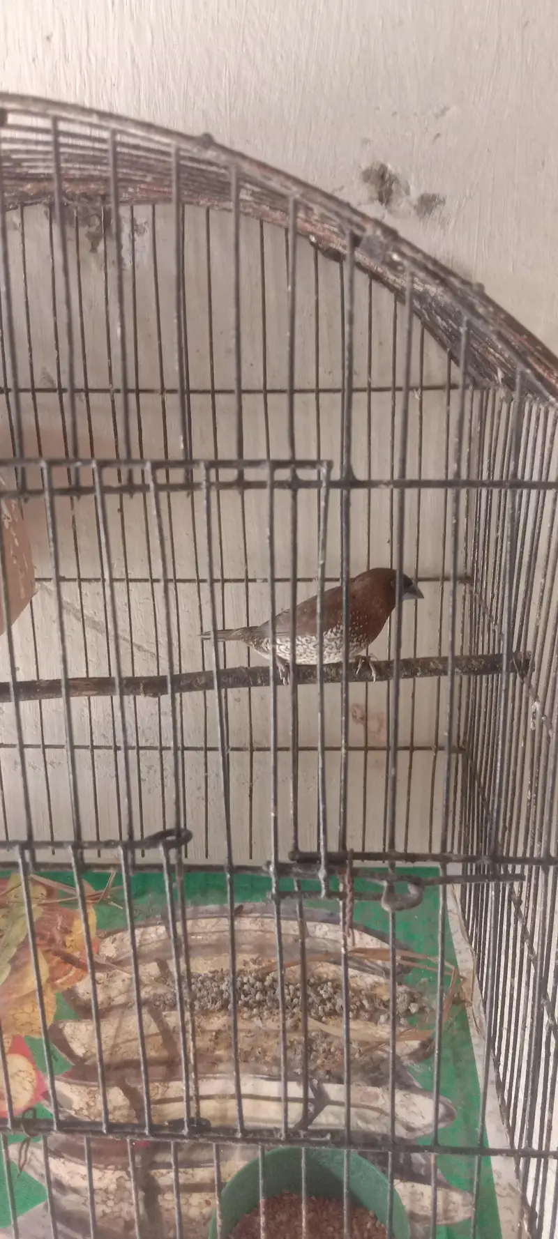 Society Finch Breeder Male (only male) — photo 4