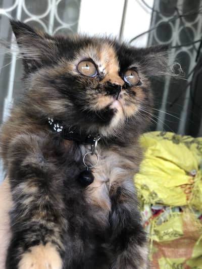 Pair of persian cats