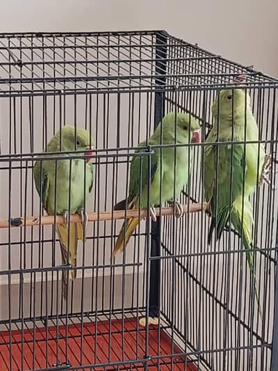 3 Green Parrots | 4 Months | 1 Male & 2 Females*