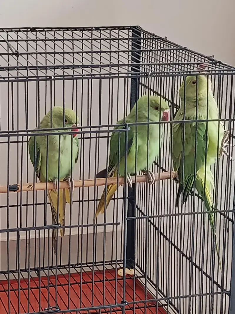 3 Green Parrots | 4 Months | 1 Male & 2 Females*