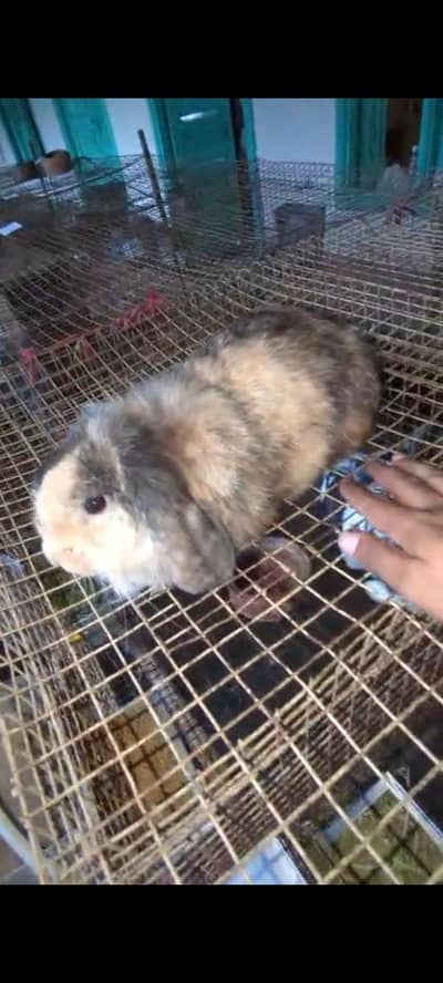 lop breader female