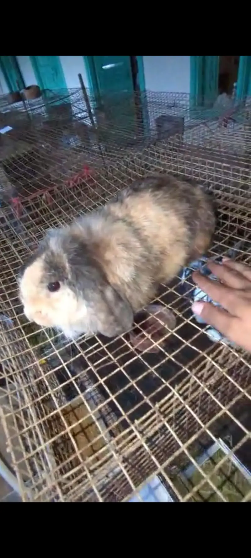 lop breader female