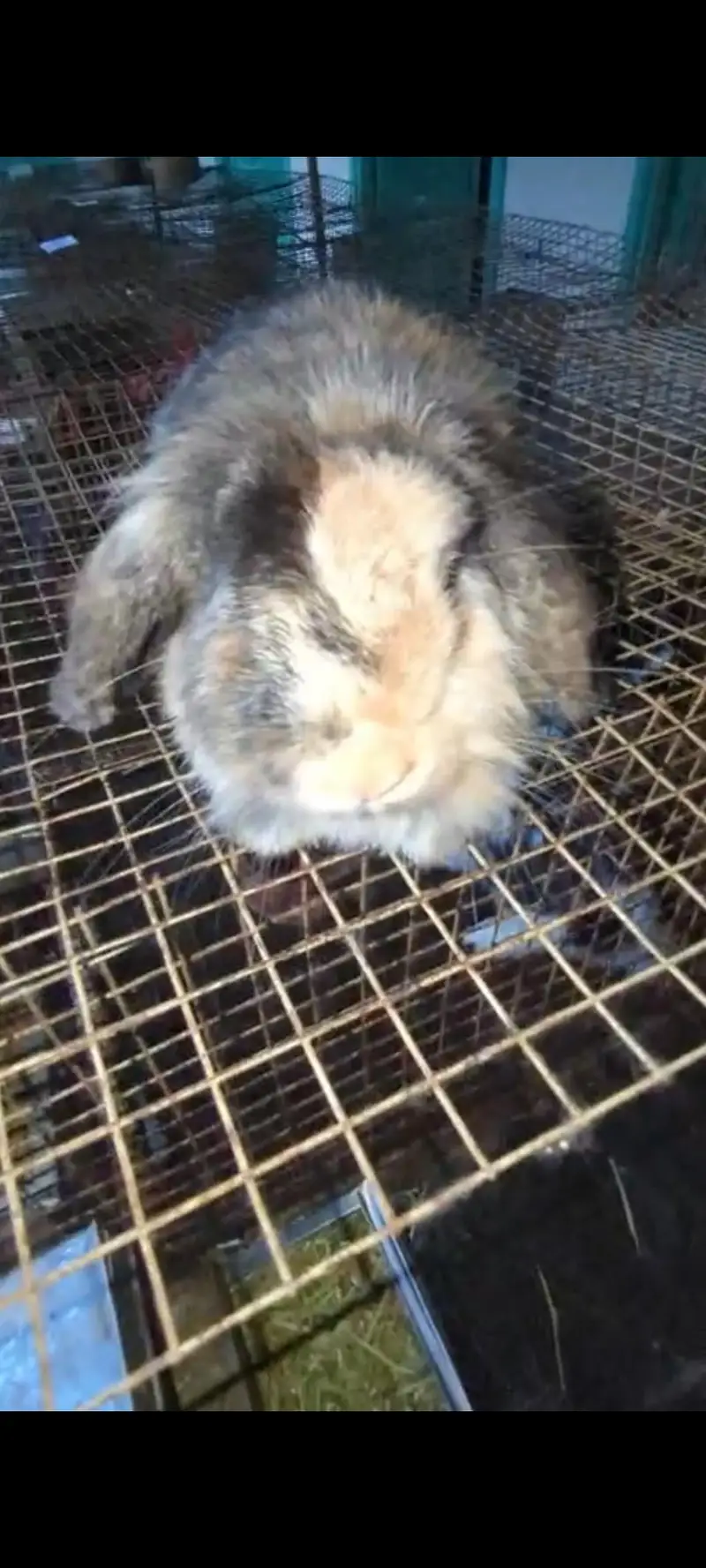lop breader female — photo 2