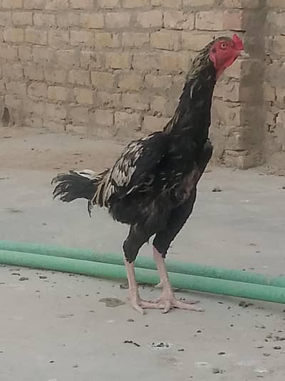 Aseel pure black
