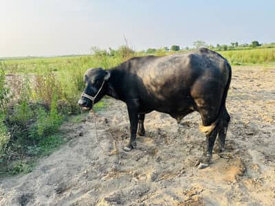 Bull for sale heavy weight
