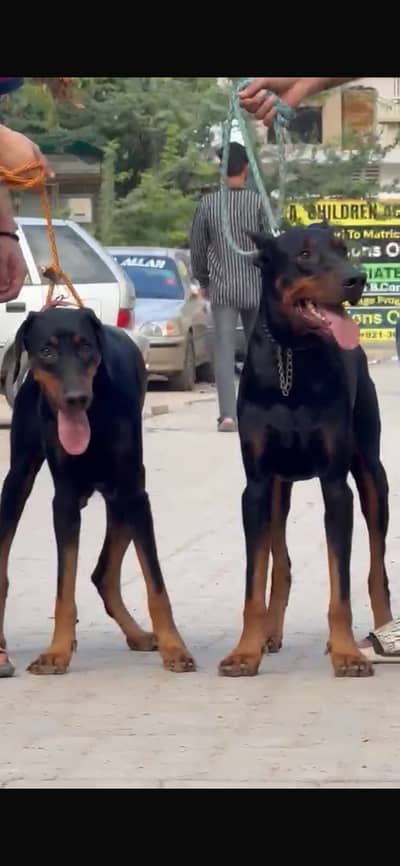 Pure Doberman Pair for Sale | Male 18 Months | Female 14 Months