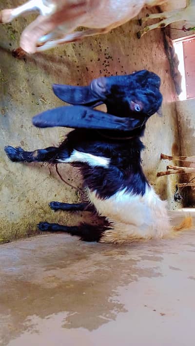 Bakra Sindhi nasal hai