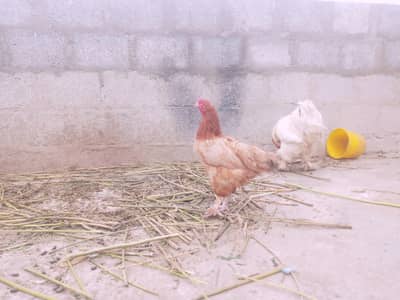Buff cock Cochin hen