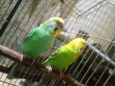 breeder bujri pair