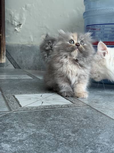 Persian kitten