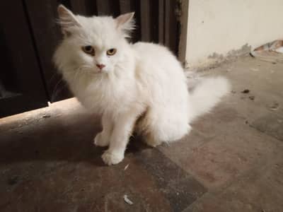 cat for sale