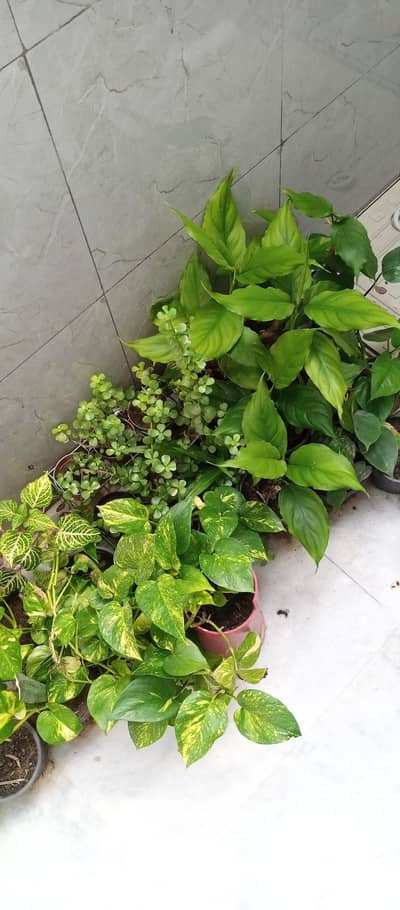 plants and cactus,seculants