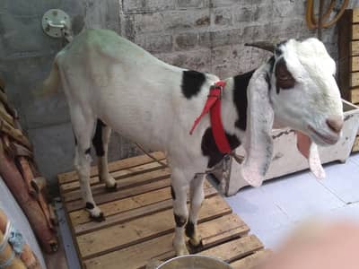 Goat female Bakri for Aqiqa