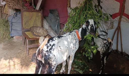 Dhodh wali bakri, 2 male bachon ki sath