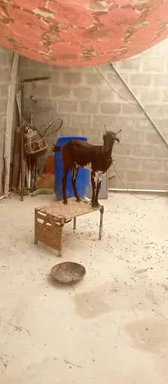 Bakri 1