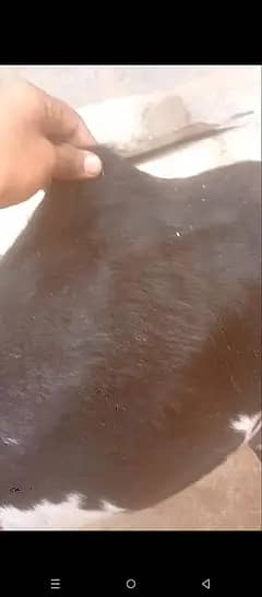 Bakri 6