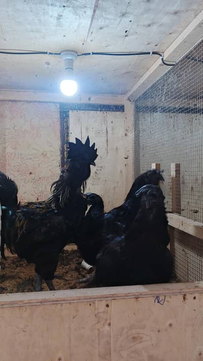 Ayam cemani