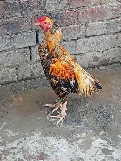 Aseel murga or Aseel murgi for sale