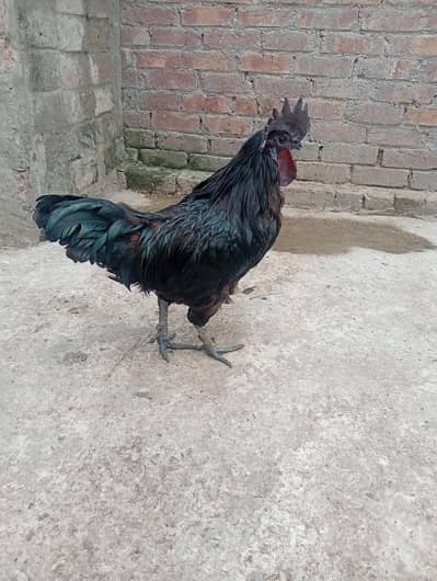 ayam cemani