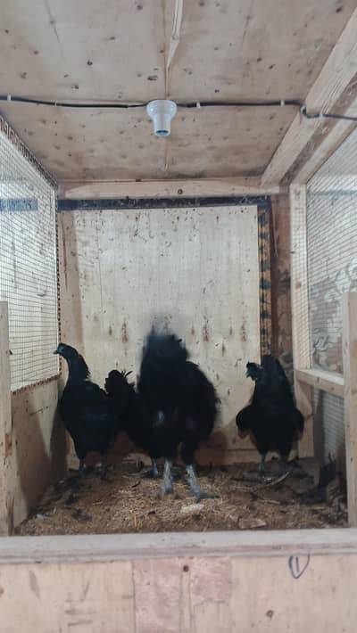 Ayam cemani